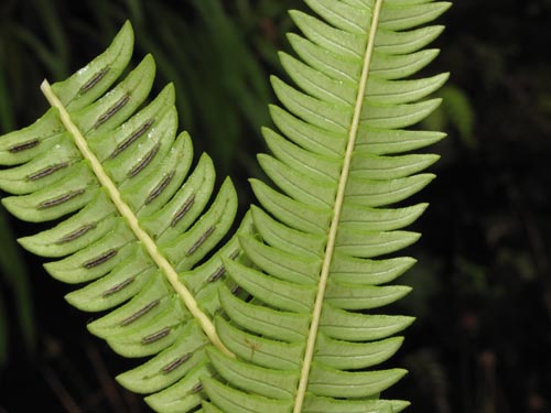 Imágen de Blechnum arcuatum (). Haga un clic para aumentar parte de imágen.