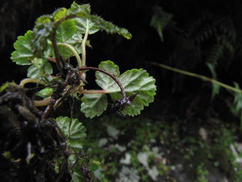 Image of Unidentified Plant sp. #2457 (). Click to enlarge parts of image.