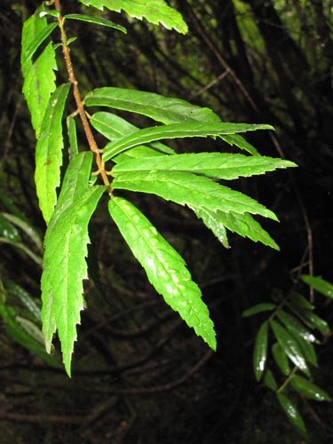 Bild von Crinodendron hookerianum (). Klicken Sie, um den Ausschnitt zu vergrössern.