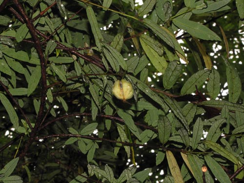 Crinodendron hookerianum的照片
