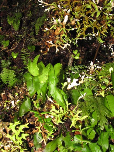 Imágen de Hymenoglossum cruentum (Helecho pelicula / Sanguinaria). Haga un clic para aumentar parte de imágen.