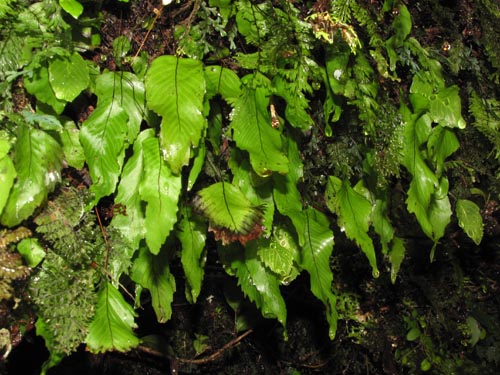 Bild von Hymenoglossum cruentum (Helecho pelicula / Sanguinaria). Klicken Sie, um den Ausschnitt zu vergrössern.