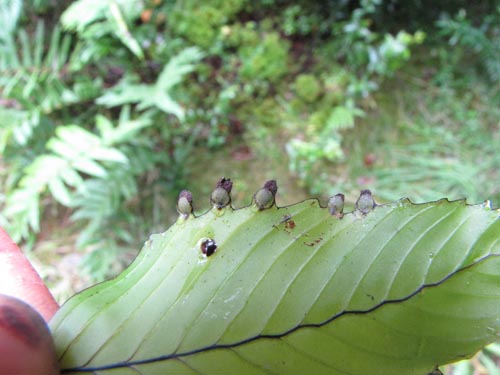 Image of Hymenoglossum cruentum (Helecho pelicula / Sanguinaria). Click to enlarge parts of image.