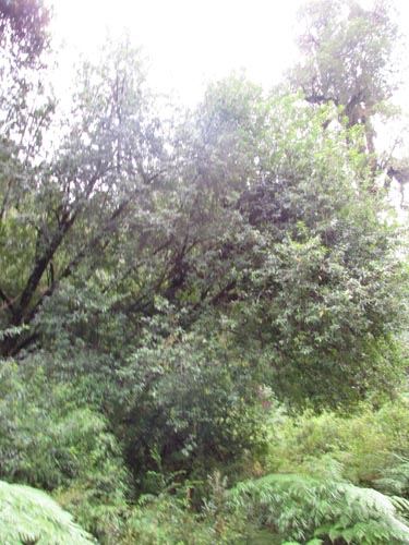 Crinodendron hookerianum的照片