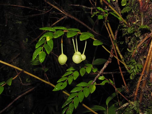 Bild von Luzuriaga polyphylla (Quilineja / Coral / Azahar). Klicken Sie, um den Ausschnitt zu vergrössern.