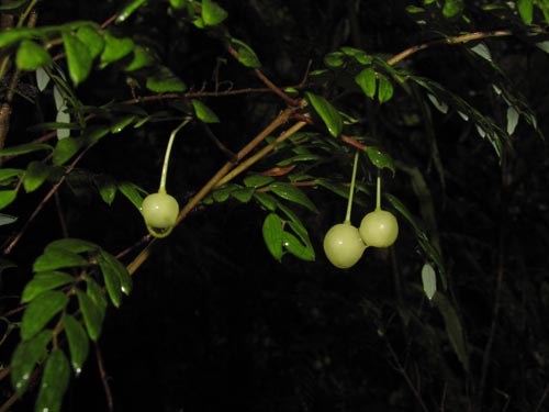 Image of Luzuriaga polyphylla (Quilineja / Coral / Azahar). Click to enlarge parts of image.