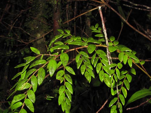 Bild von Luzuriaga polyphylla (Quilineja / Coral / Azahar). Klicken Sie, um den Ausschnitt zu vergrössern.