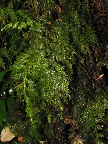 Hymenophyllum caudiculatum var. Productum의 사진