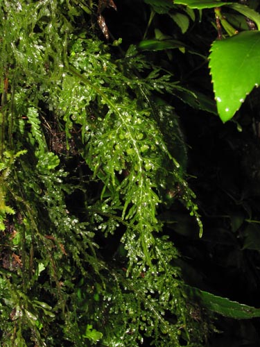 Image of Hymenophyllum caudiculatum var. Productum (). Click to enlarge parts of image.