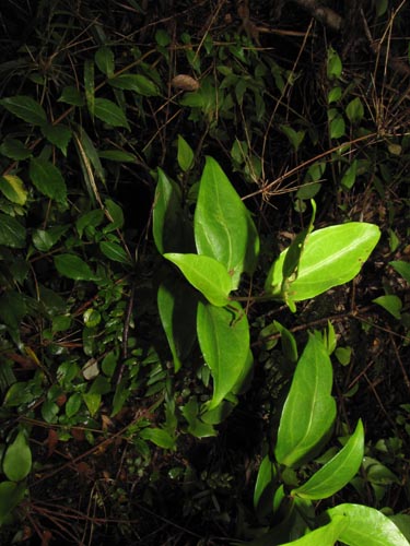 Bild von Griselinia ruscifolia (). Klicken Sie, um den Ausschnitt zu vergrössern.