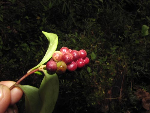 Griselinia ruscifolia的照片