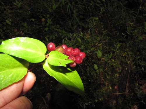 Imágen de Griselinia ruscifolia (). Haga un clic para aumentar parte de imágen.