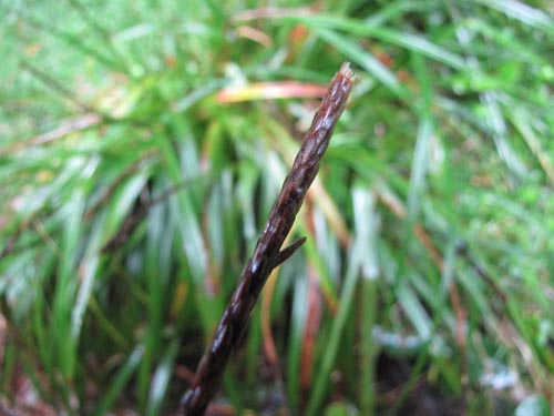 Unicinia tenuis的照片