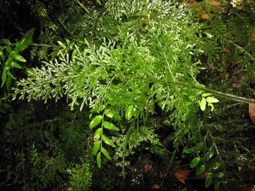 Hymenophyllum caudiculatum var. Productum의 사진