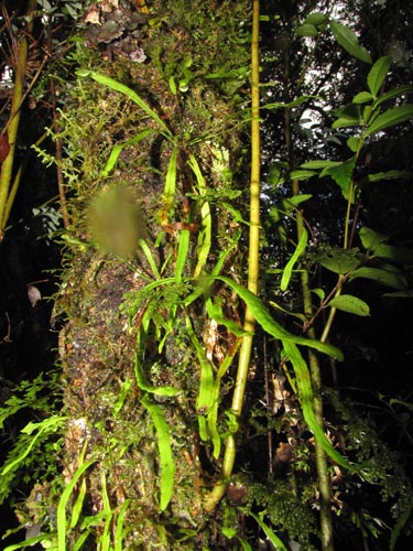 Bild von nicht bestimmte Pflanze (Fern) sp. #3185 (). Klicken Sie, um den Ausschnitt zu vergrössern.