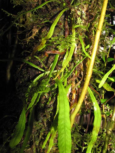 Bild von nicht bestimmte Pflanze (Fern) sp. #3185 (). Klicken Sie, um den Ausschnitt zu vergrössern.