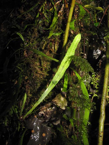 Bild von nicht bestimmte Pflanze (Fern) sp. #3185 (). Klicken Sie, um den Ausschnitt zu vergrössern.