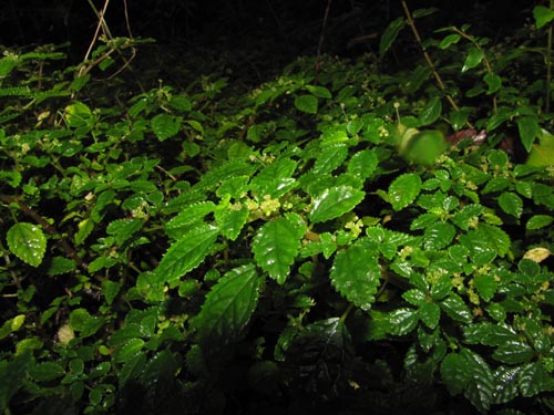 Bild von Pilea elliptica (). Klicken Sie, um den Ausschnitt zu vergrössern.