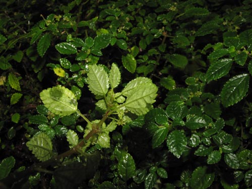 Pilea ellipticaの写真