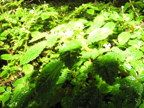 Image of Pilea elliptica (). Click to enlarge parts of image.