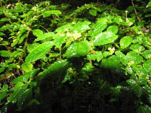 Bild von Pilea elliptica (). Klicken Sie, um den Ausschnitt zu vergrössern.