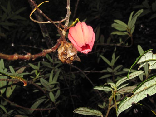 Imágen de Crinodendron hookerianum (). Haga un clic para aumentar parte de imágen.