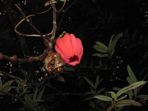 Bild von Crinodendron hookerianum (). Klicken Sie, um den Ausschnitt zu vergrössern.