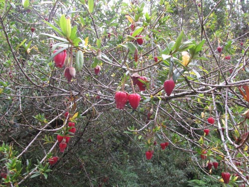 Crinodendron hookerianum의 사진