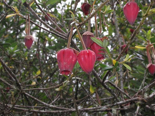 Crinodendron hookerianumの写真