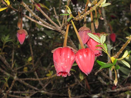 Crinodendron hookerianum의 사진