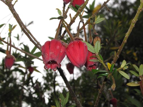 Crinodendron hookerianum의 사진