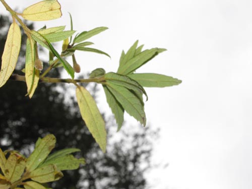 Imágen de Crinodendron hookerianum (). Haga un clic para aumentar parte de imágen.