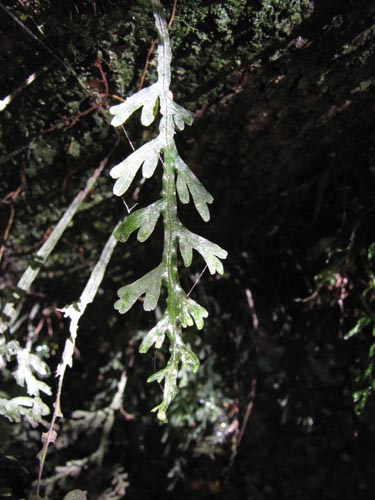 未確認の植物種 (Fern) sp. #3156の写真