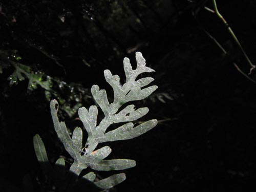 Image of Unidentified Plant (Fern) sp. #3156 (). Click to enlarge parts of image.