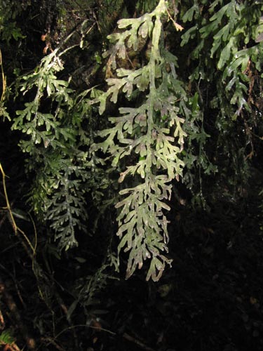 未確認の植物種 (Fern) sp. #3156の写真