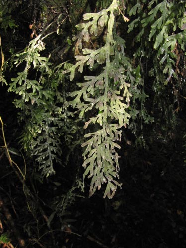 Imágen de Planta no identificada (Fern) sp. #3156 (). Haga un clic para aumentar parte de imágen.