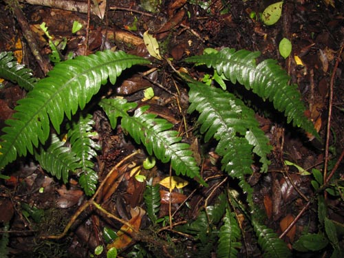 Blechnum blechnoides的照片