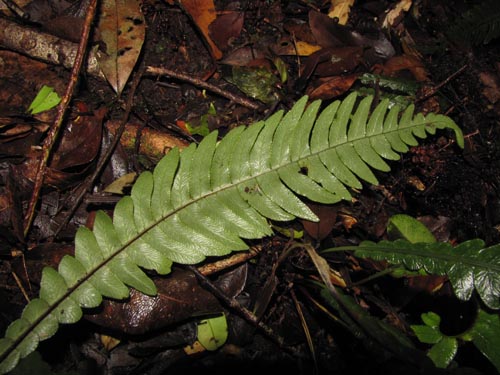 Image of Blechnum blechnoides (). Click to enlarge parts of image.
