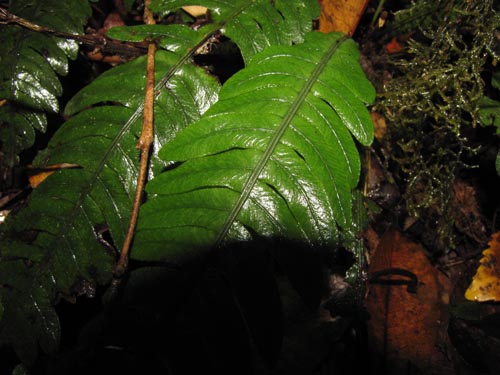 Image of Blechnum blechnoides (). Click to enlarge parts of image.