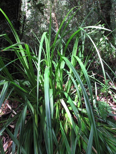 Image of Uncinia erinaceae (). Click to enlarge parts of image.