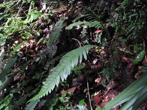 Blechnum blechnoides的照片