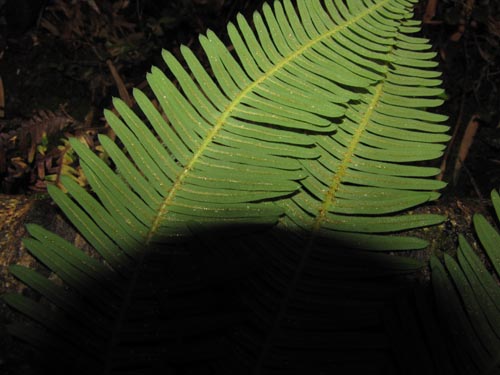 Blechnum blechnoides의 사진