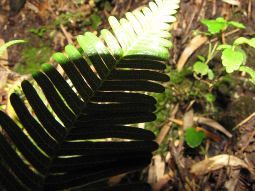 Blechnum blechnoides의 사진