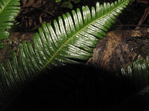 Blechnum blechnoides의 사진