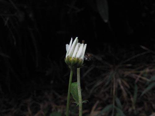 Imágen de Asteraceae sp. #3155 (). Haga un clic para aumentar parte de imágen.