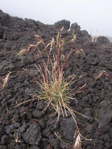 Imágen de Poaceae sp. #3172 (). Haga un clic para aumentar parte de imágen.