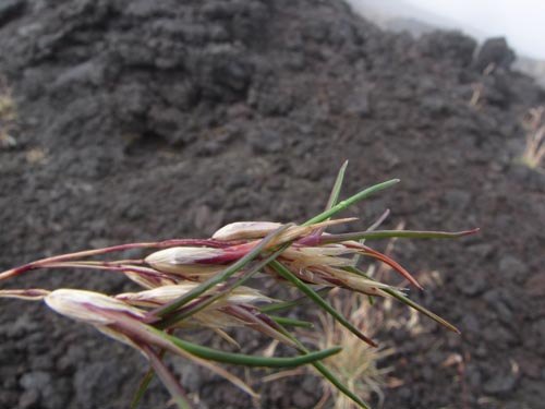 Poaceae sp. #3172的照片