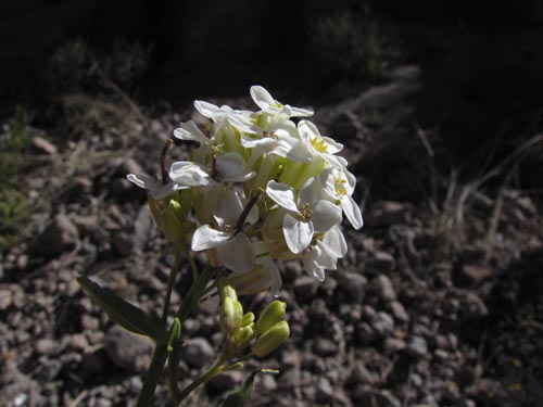 Imágen de Planta no identificada sp. #3166 (). Haga un clic para aumentar parte de imágen.