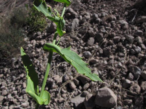 Image of Unidentified Plant sp. #3166 (). Click to enlarge parts of image.