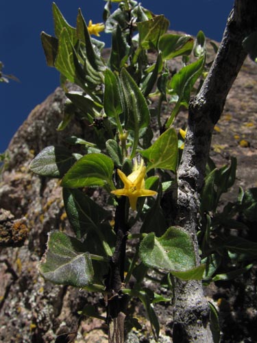 Solanaceae sp. #1993의 사진